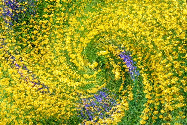 Flower Swirl